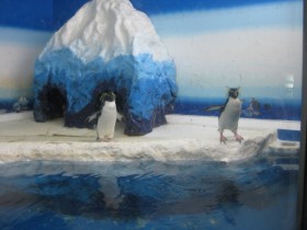 水族館４