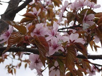 花アッ~1