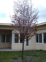 桜の木~1