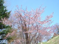 2010hanami1