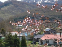 2010hanami2
