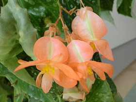 begonia