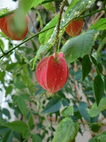 tiroriannranpu