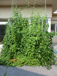 緑のカーテン①８月