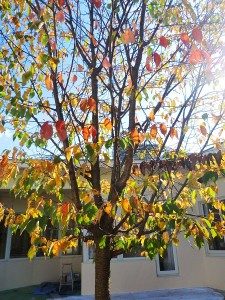 中庭紅葉１