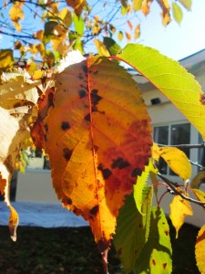 中庭紅葉２