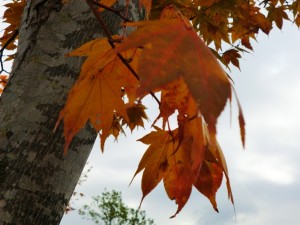 紅葉ドライブ⑦