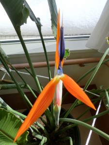 極楽鳥花