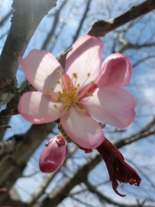 中庭桜①