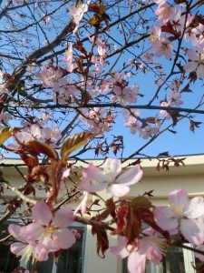 中庭桜⑦