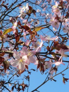 中庭桜⑧