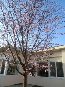 中庭桜⑨