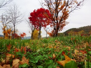 紅葉ドライブ２