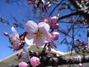 中庭桜
