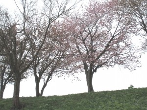 春のドライブ②