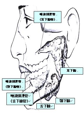 唾液の話[1]