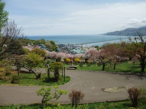 平成24年一般花見（小樽）%20022[1]
