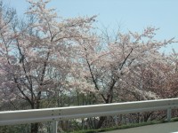 桜%20002[1]