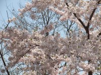 桜%20003[1]