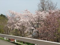 桜%20008[1]