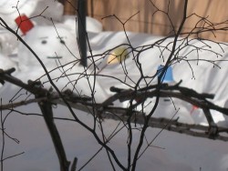 IMG_1041_smal[1]