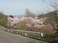 桜%20007[1]