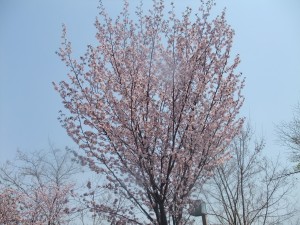 DSCF2481