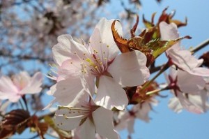 中庭の桜①