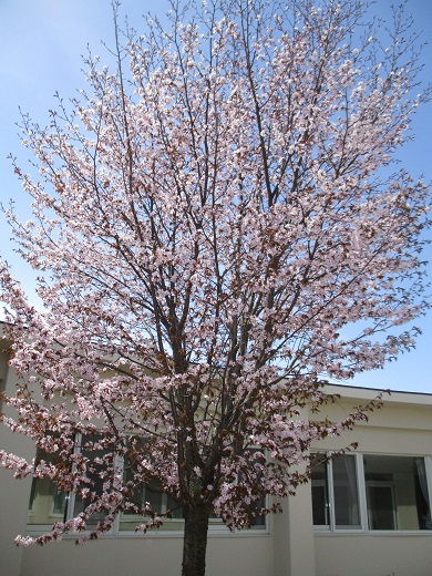 中庭の桜_off