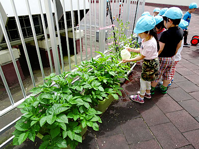 西円山病院ピッコロ保育園 栽培